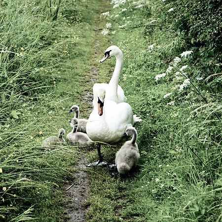 Duck Terrace With Gym Duckling Stays Kibworth Harcourt Εξωτερικό φωτογραφία
